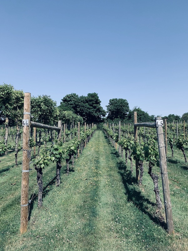 Danebury Vineyard