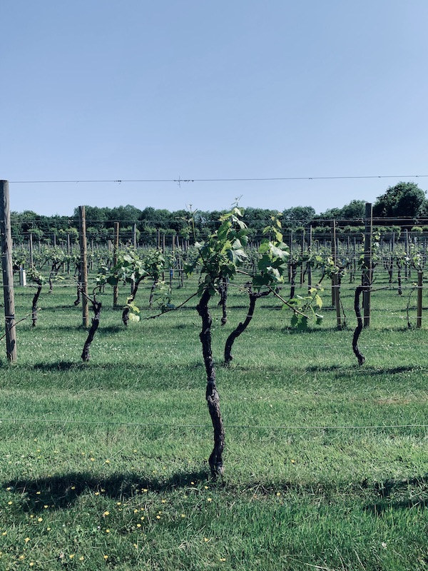 Danebury Vineyard