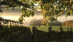 Hambledon Vineyard