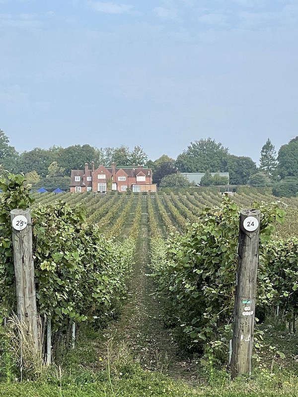 Cycle Ride to Hambledon Vineyard